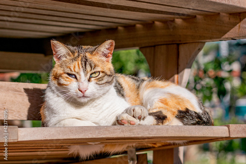 Street cat on sunny spring day of March, March cat, playing in sun, fresh new green trees in garden photo