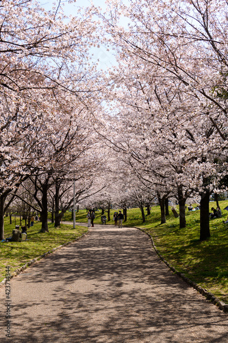 桜並木