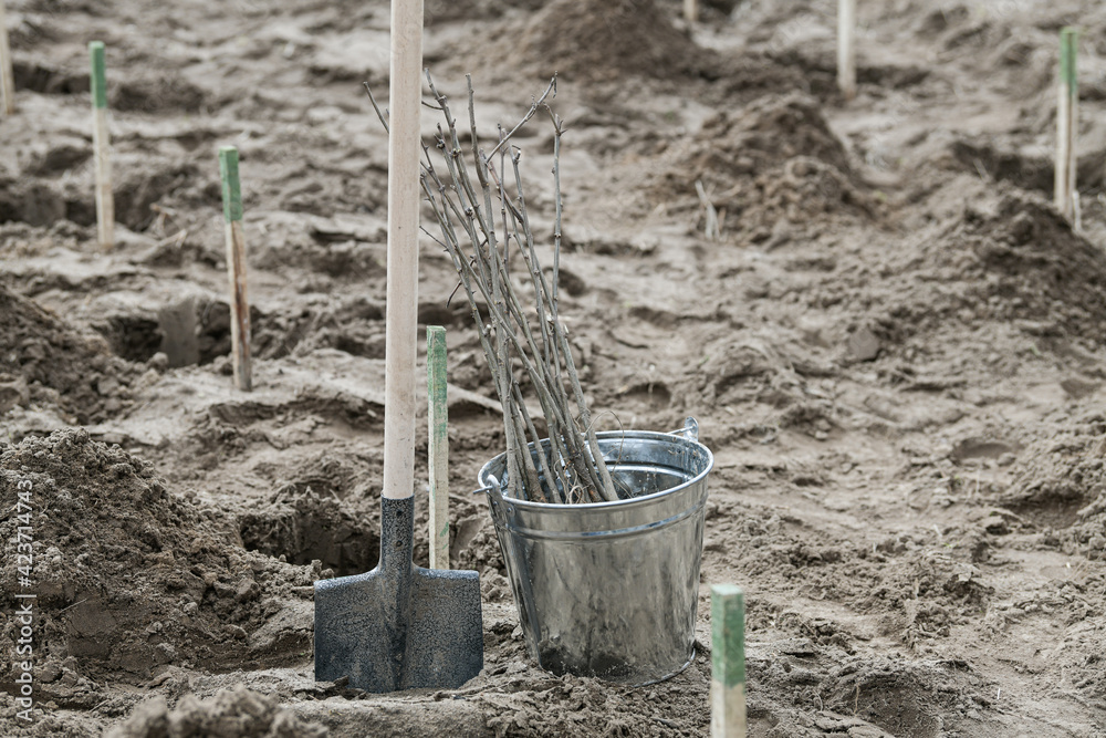 Detail view of a shovel, a bucket and some trees which are ready to be planting. A new forest is born. Great for the environment. Detail view of a shovel, a bucket and some trees which are ready to be planting. A new forest is born. Great for the environment.