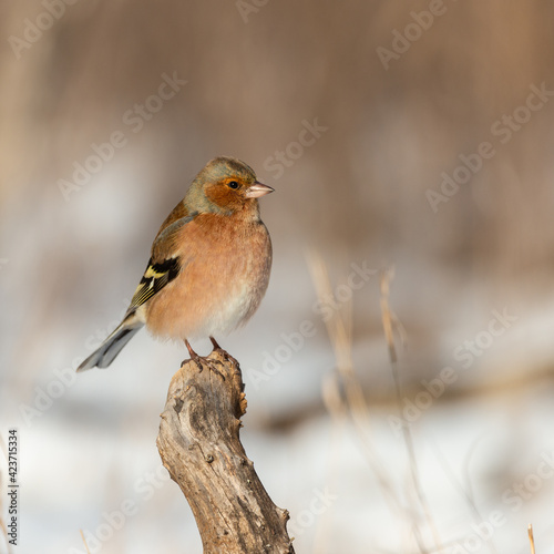 Male of the common chaffinch Fringilla coelebs sitting on a branch