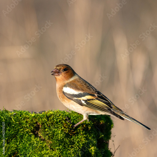 Male of the common chaffinch Fringilla coelebs