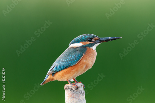 Common Kingfisher, Alcedo atthis, sitting on a branch