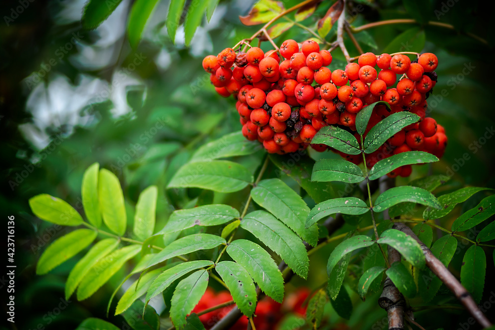 Mountain ash Mountain ash