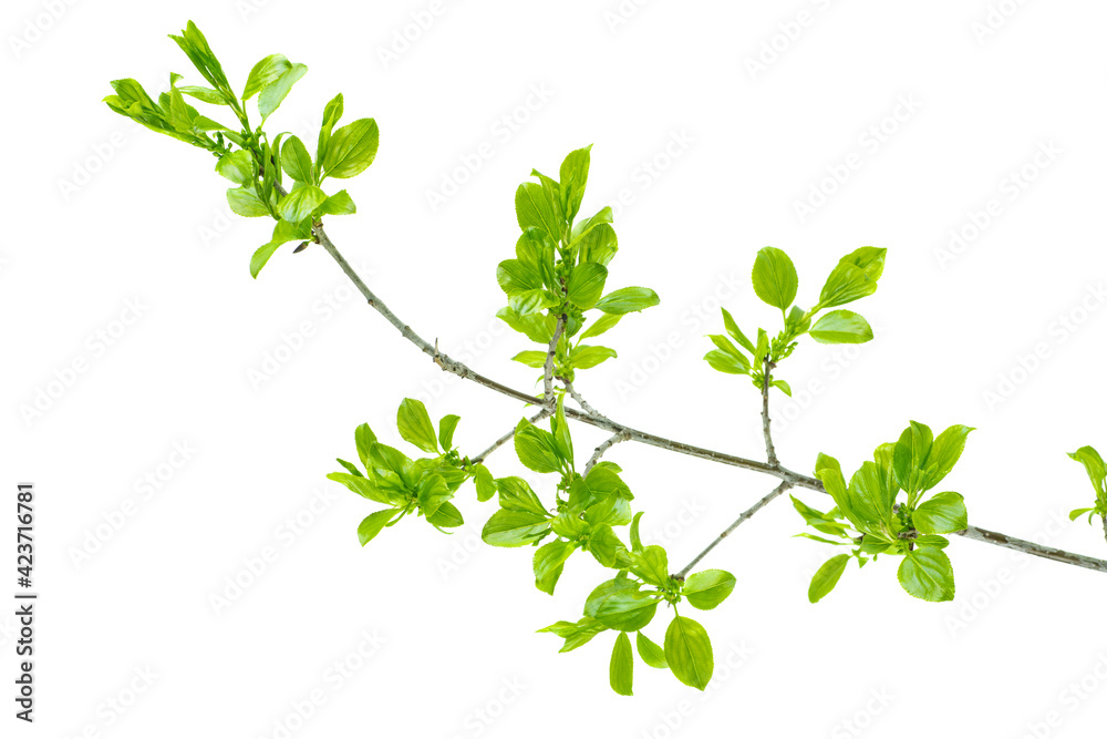 Branch of cherry plum tree. Isolated on white background Branch of cherry plum tree. Isolated on white background