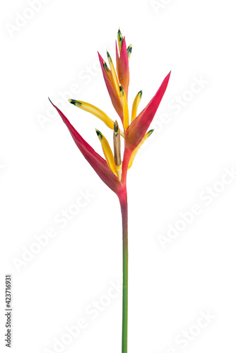 Red Heliconia isolated this has clipping path.