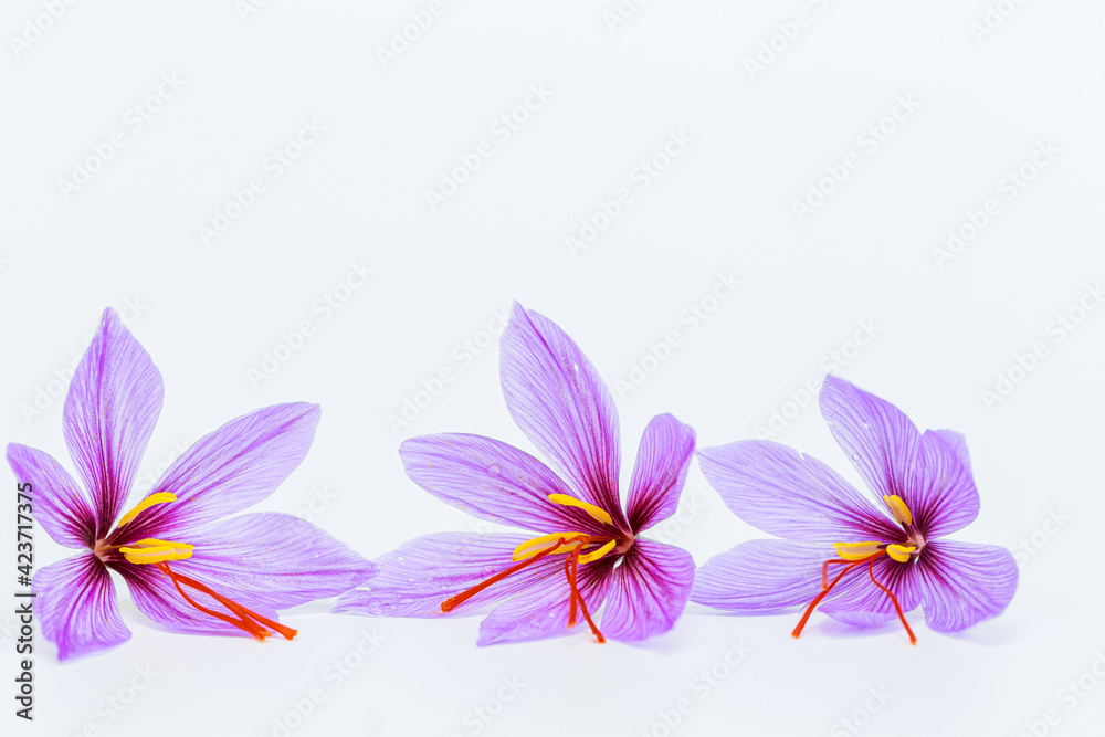 Saffron crocus flower on white background. Copyspace. Place for your text.