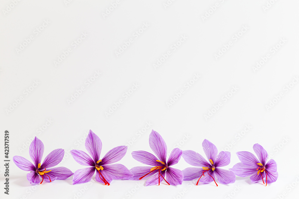 Saffron crocus flower on white background. Copyspace. Place for your text. Saffron flowers are laid out in a line. Saffron crocus flower on white background. Copyspace. Place for your text. Saffron flowers are laid out in a line.