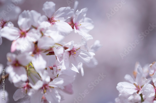 weiße Blüten, ein wunderschöner Hintergrund für Ihr Grafikprojekt © heike114