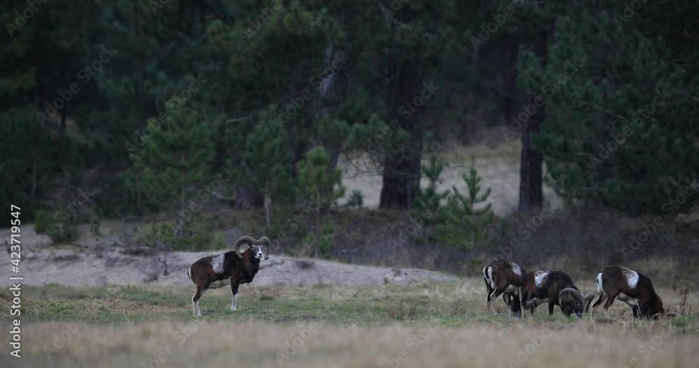 A family of mouflon grass in the meadow A family of mouflon grass in the meadow