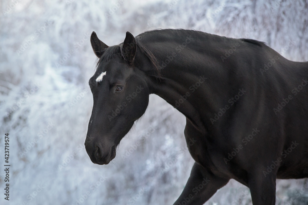 Black horse in snow frozen forest with pair from nostril Black horse in snow frozen forest with pair from nostril