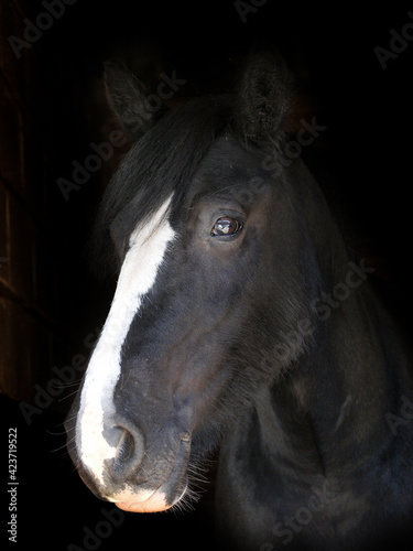 Black Horse Headshot