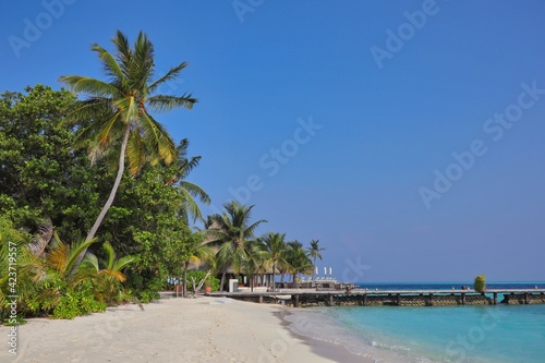 Maldivian Beach with Palm Tree and Turquoise Laccadive Sea. Seashore with Blue Sky in Maldives. © nicolecedik