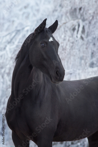 Black horse in snow frozen forest with pair from nostril