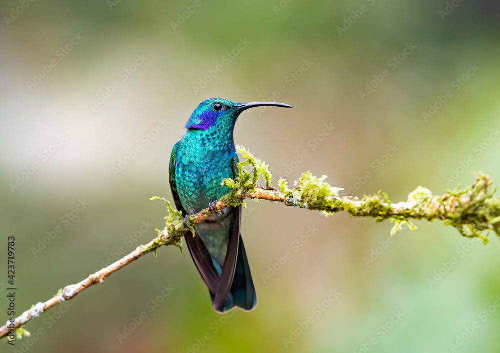 Fototapeta premium Green Violet-ear hummingbird (Colibri thalassinus) perched on a mossy branch in Costa Rica 
