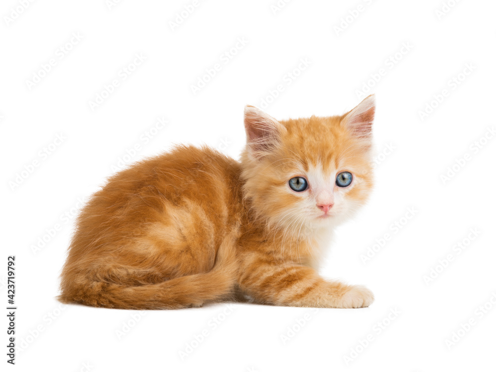 orange kitten lies isolated on white background