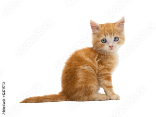 orange cat sitting. isolated on white background