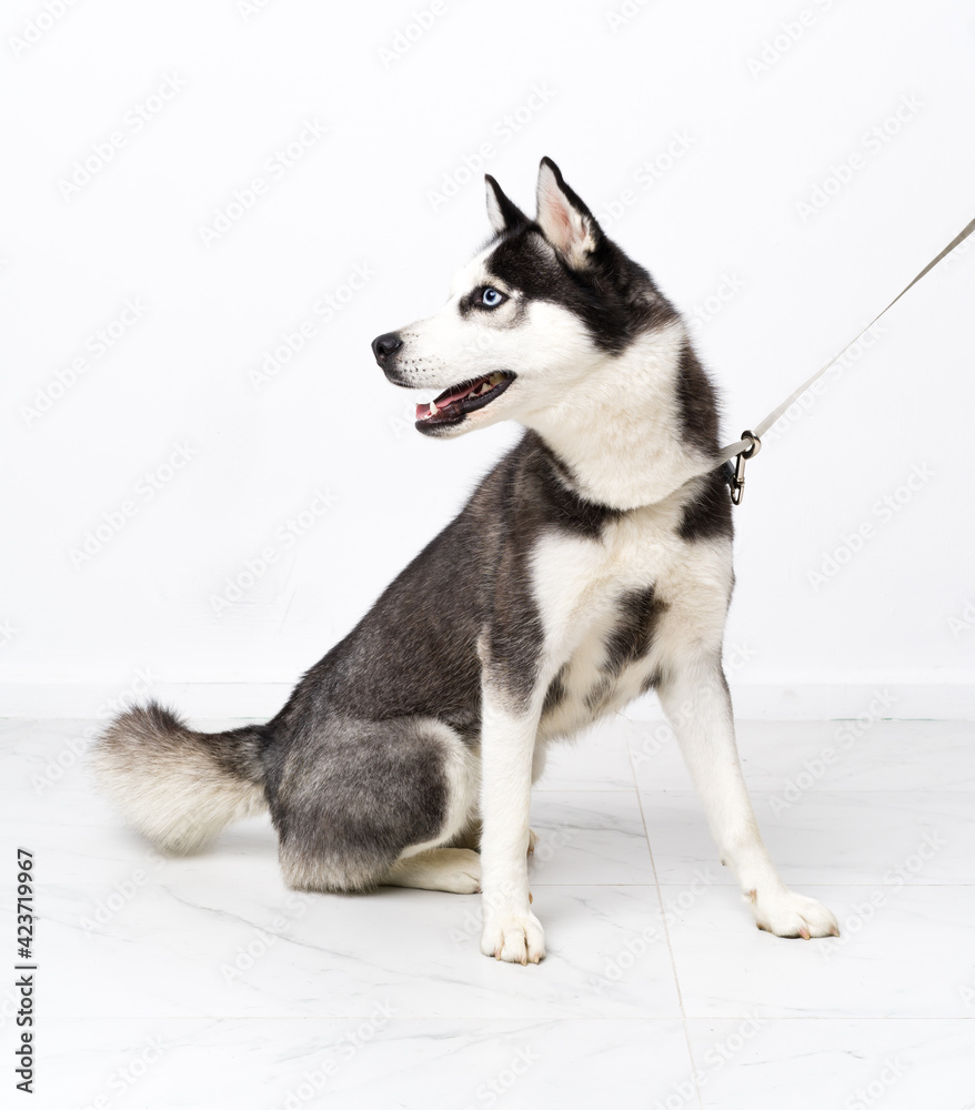 Fototapeta premium Young husky dog over white background