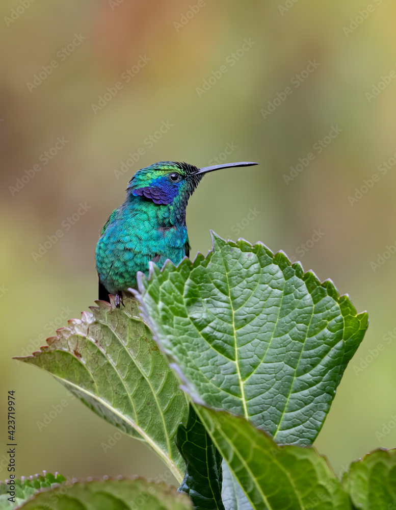 Fototapeta premium Green Violet-ear hummingbird (Colibri thalassinus) perched on tip of a plant in Costa Rica