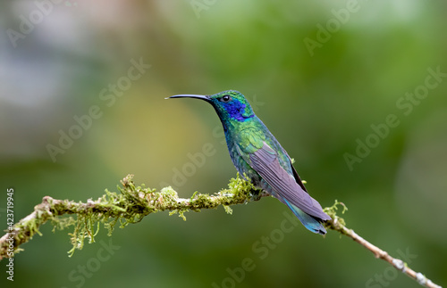 Green Violet-ear hummingbird (Colibri thalassinus) perched on a mossy branch in Costa Rica 