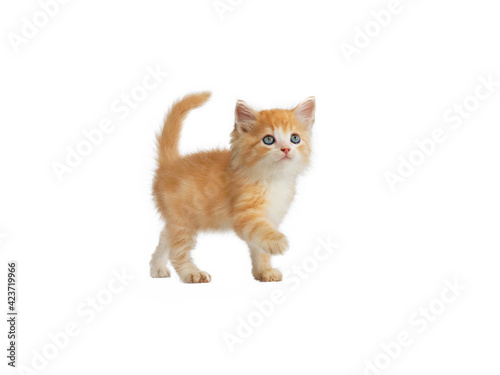 orange kitten walking on isolated white background