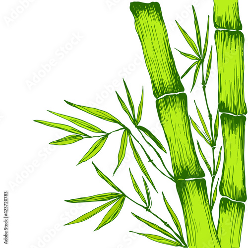 Green juicy Bamboo leaves branches stem decorative frame with place for text.