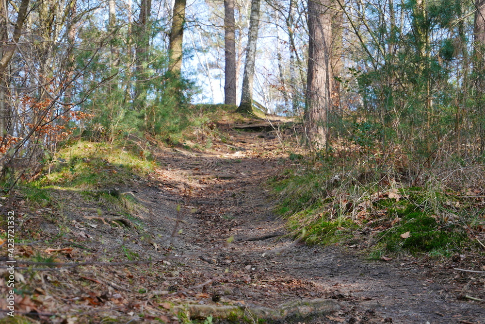 hiking trail through the forest up the mountain