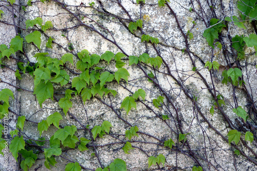 Obraz na płótnie Green ivy leaves sprawled over on an old, shabby wall.