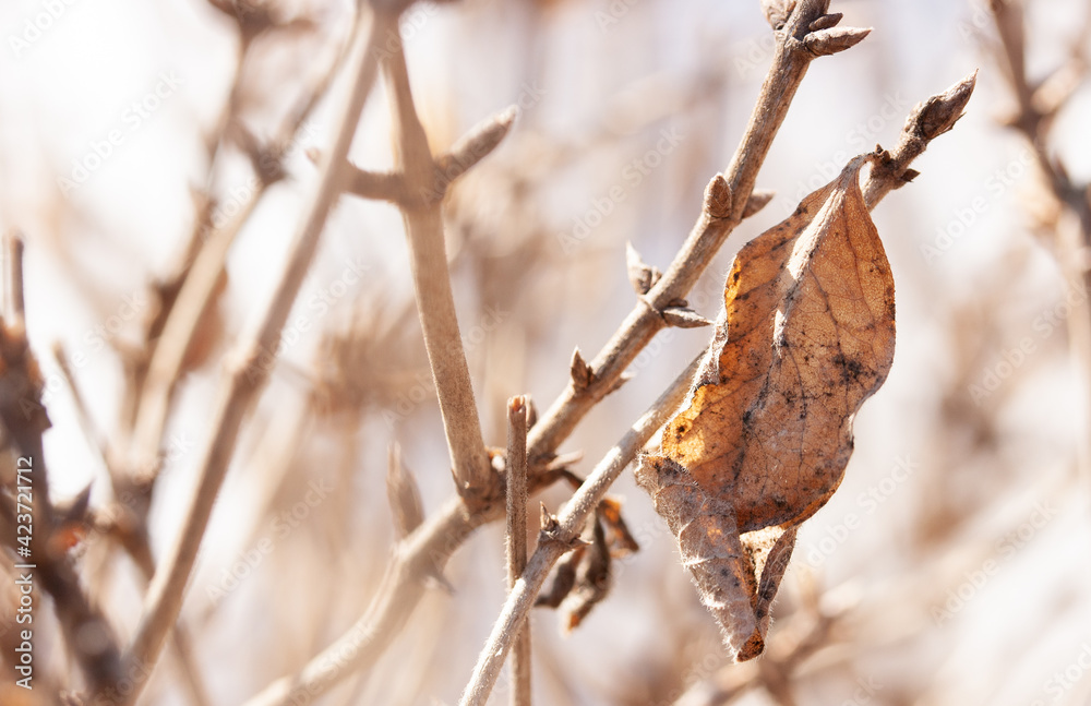 Dry brown leaf on a branch of an ornamental shrub at the end of March Dry brown leaf on a branch of an ornamental shrub at the end of March