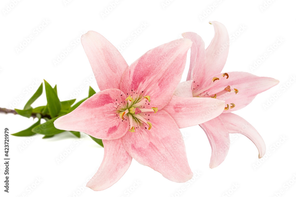 Pink lily flower, isolated on white background
