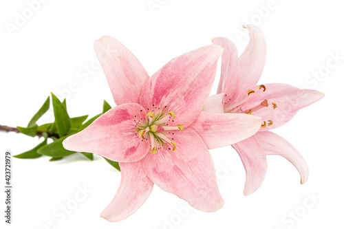 Pink lily flower, isolated on white background © kostiuchenko
