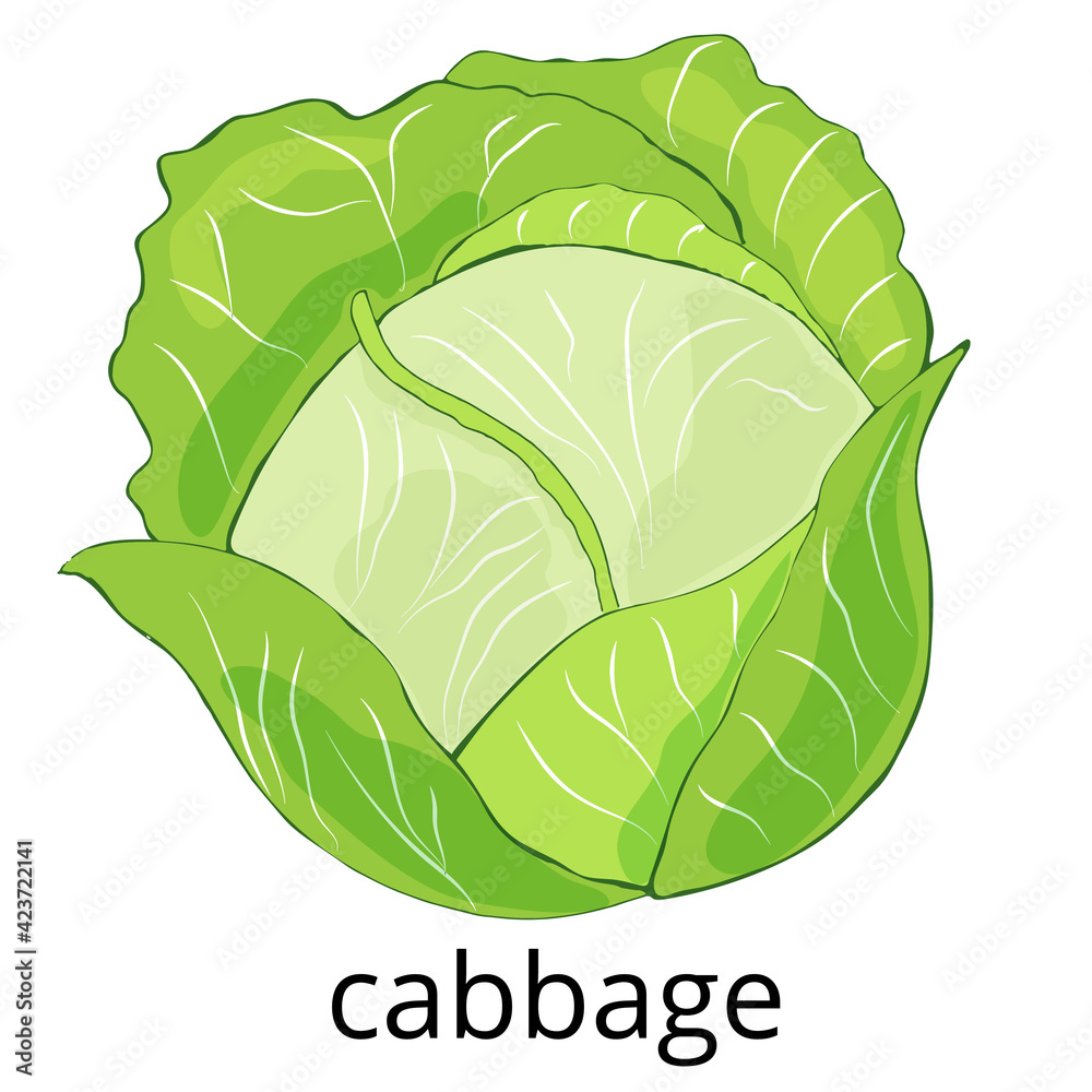 Cabbage clipart. Vector illustration of cabbage flashcard. Hand-drawn  cabbage Векторный объект Stock | Adobe Stock