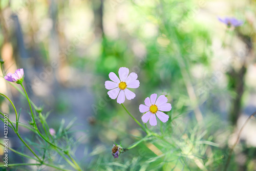 flowers in the garden photo