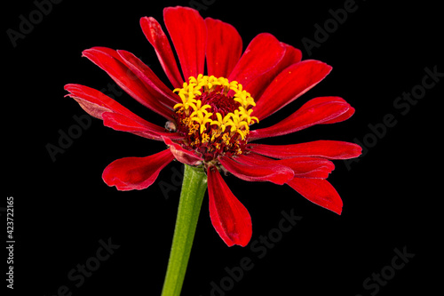 Red flower of zinnia, isolated on black background