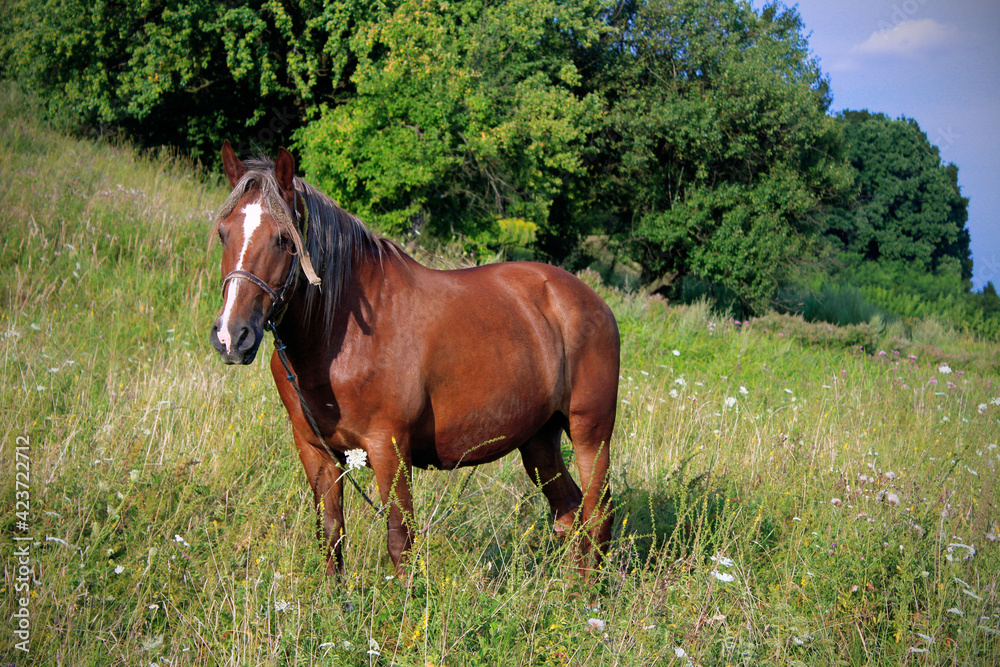 young brown horse close-up stands on the field among the grass in the summer