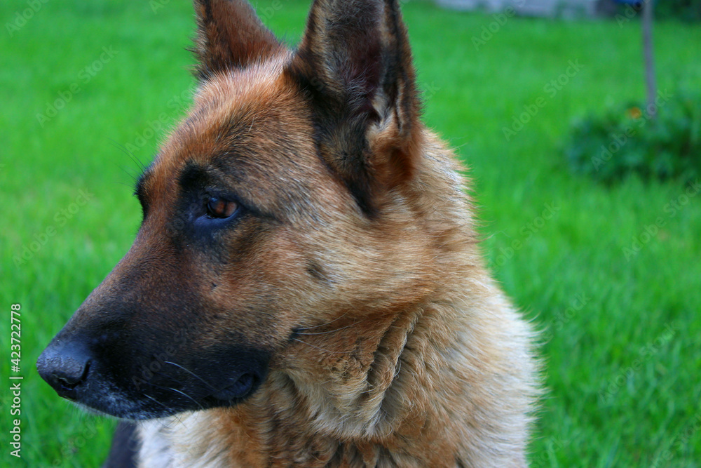 Sheepdog in the yard among the flowers. Portrait of a german shepherd. Sheepdog in the yard among the flowers. Portrait of a german shepherd.