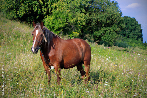 young brown horse close-up stands on the field among the grass in the summer © Юлія Костюченко