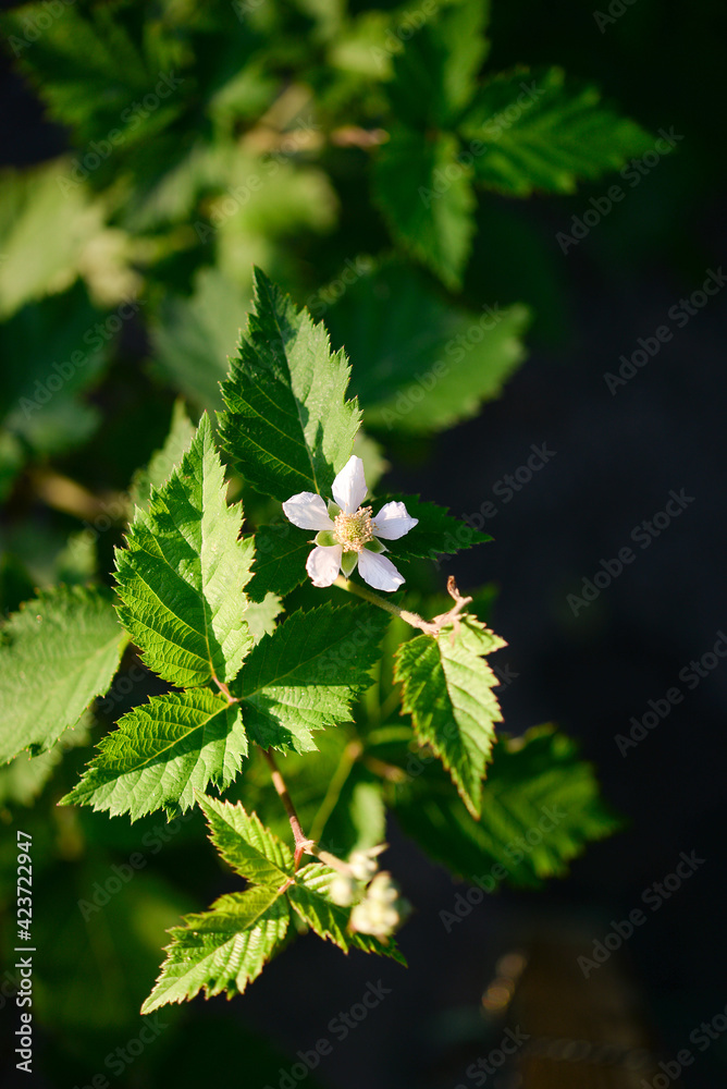 Raspberry flower on a bush