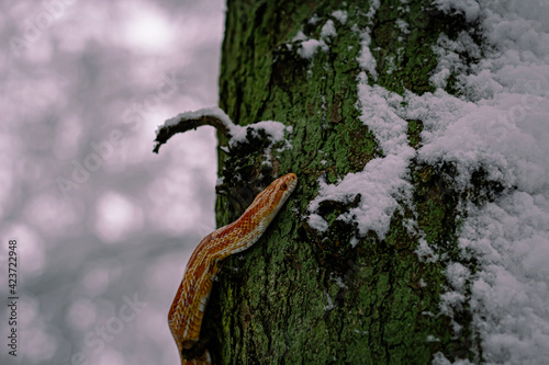 Snake in snow