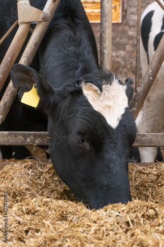 a cow consumes compound feed in a stall. close-up. milk farm.