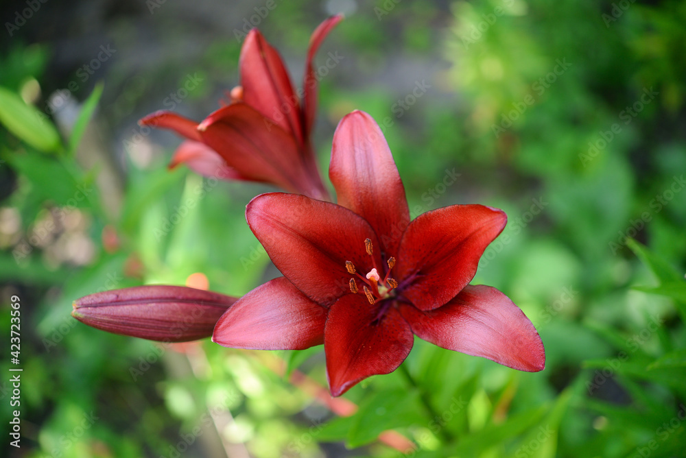 Blooming lily on a green background