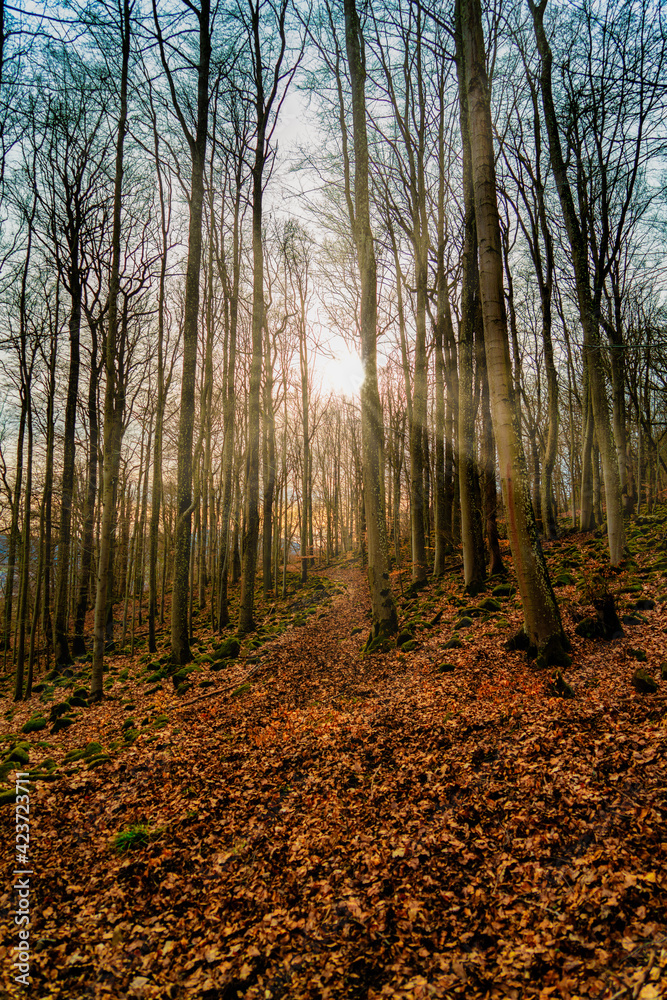 Fototapeta premium Waldstimmung