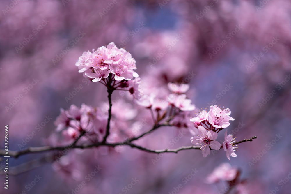 Wunderschöne Nahaufnahme von rosa Kirschblüten Wunderschöne Nahaufnahme von rosa Kirschblüten
