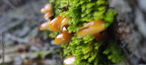 mushrooms on tree © Crazy_nub