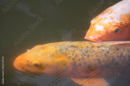 close up a pair of goldfish