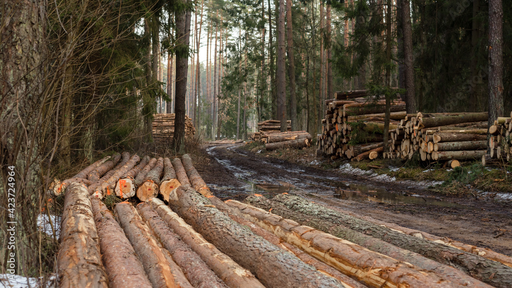 Wood trunks timber harvesting in forest. Log trunks pile of pine. Environment, nature concept - felling of trees. Wood trunks timber harvesting in forest. Log trunks pile of pine. Environment, nature concept - felling of trees.