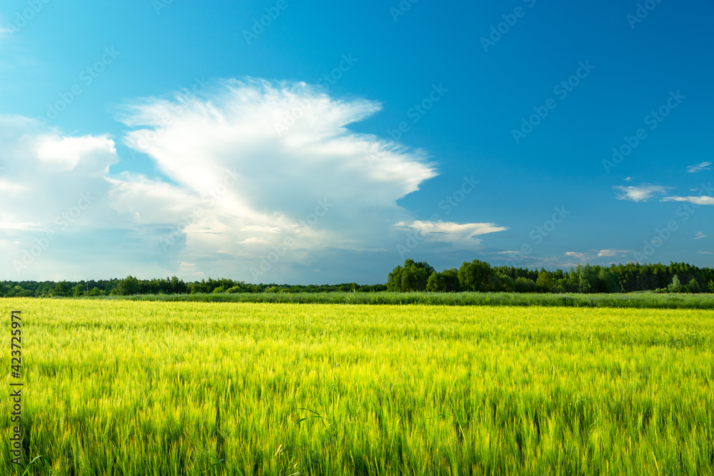 Green barley field and white cloud on the sky Green barley field and white cloud on the sky