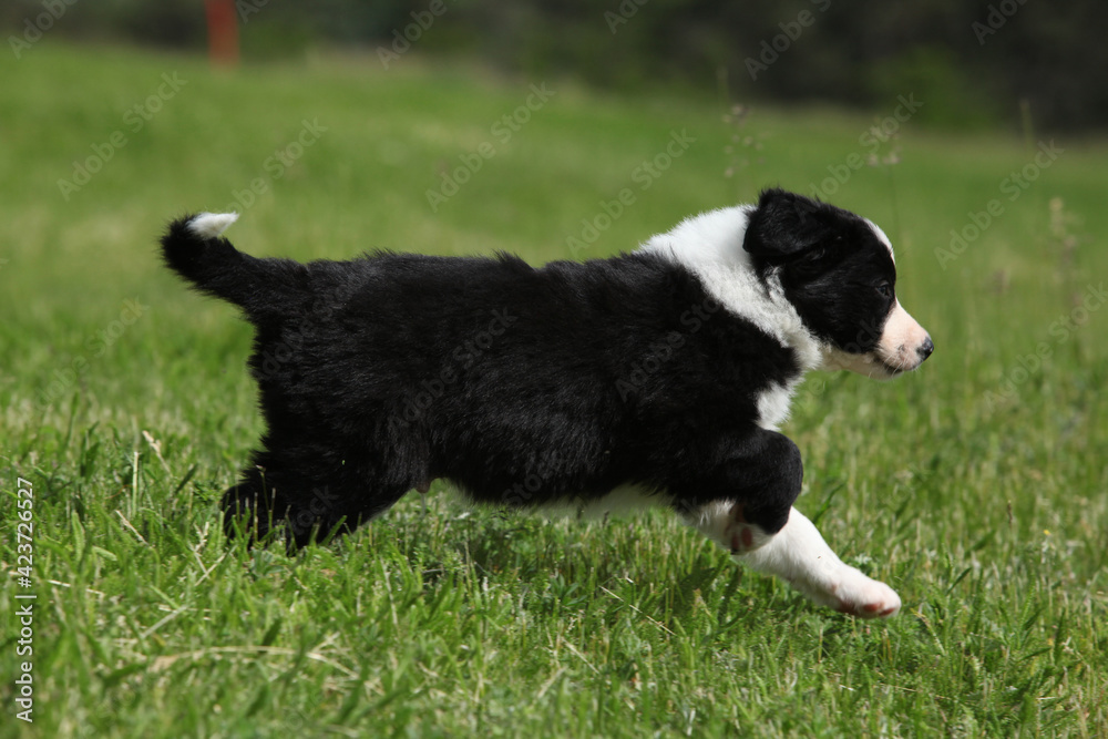 Adorable puppy of Border collie Adorable puppy of Border collie