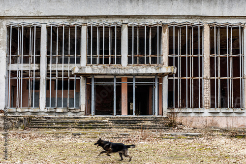 The ruined facade of an old building with wide windows. Running dog in the foreground. photo