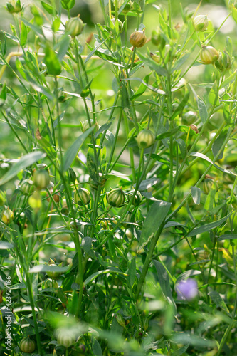 Linum usitatissimum. Green plants bachground with flax seed capsules and blue flowers. Selective focus. Vertical. Summer time harvest of edible organic grain and grass for making natural fiber