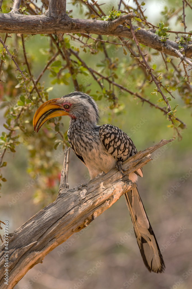 southern yellow-billed hornbill, Tockus leucomelas, on a branch, Namibia